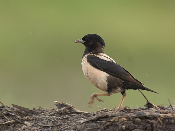 Punakottarainen, Rosy Starling, Sturnus roseus